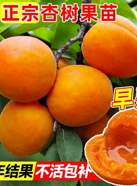 杏树果苗盆栽嫁接早熟金太
