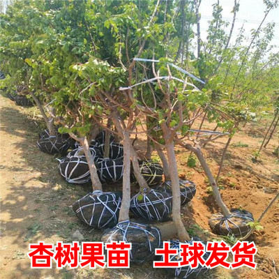 特大杏树苗带土球甜子巨蜜