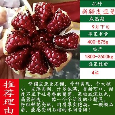 新品种新疆皮亚曼石榴树树苗带土发货大树软籽甜盆地栽当年结果