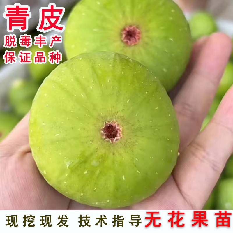 威海青皮无花果苗树糖心甜