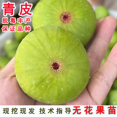 威海青皮无花果苗树糖心甜