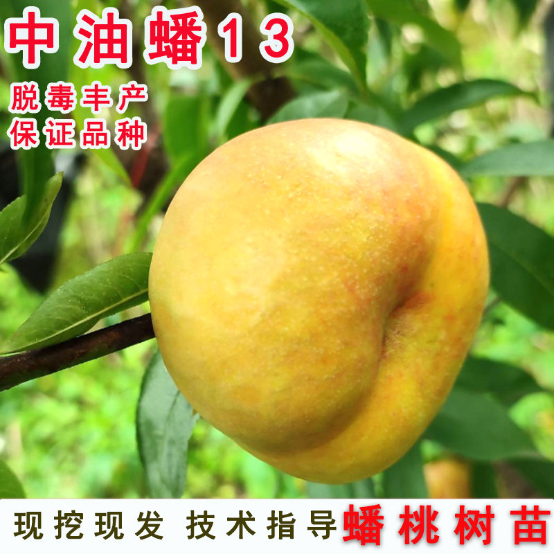 新品种扁桃早熟中油蟠13号蟠桃树苗十三6月黄金油蟠桃苗果树地栽