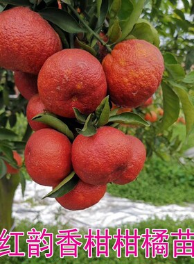 红韵香柑果树苗 红韵血柑  晚熟 柑橘苗 果树苗 嫁接苗  柑桔新品