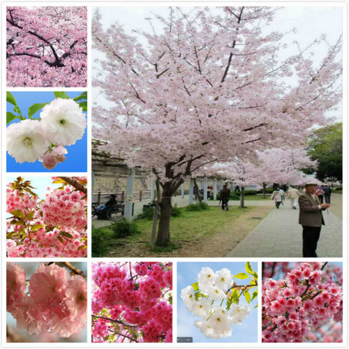 樱花树树苗日本南方种植盆栽地栽