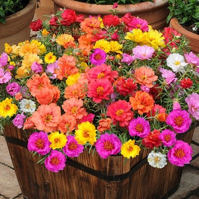 盆栽植物种子室外重瓣太阳花