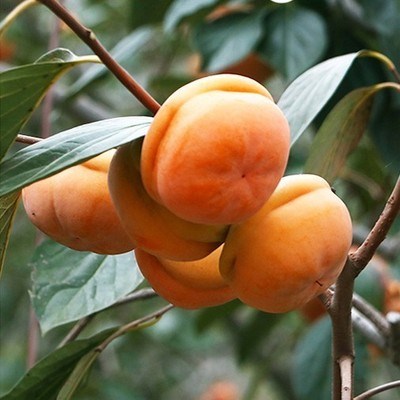 磨盘柿子苗软柿子树苗盆栽地栽南北方种植当年结果苗柿子苗树