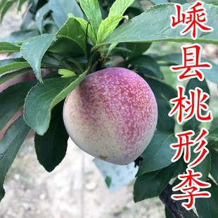 嵊州桃形李苗 桃形李 特大李子树苗金庭羲之金堂李嫁接苗当年结果