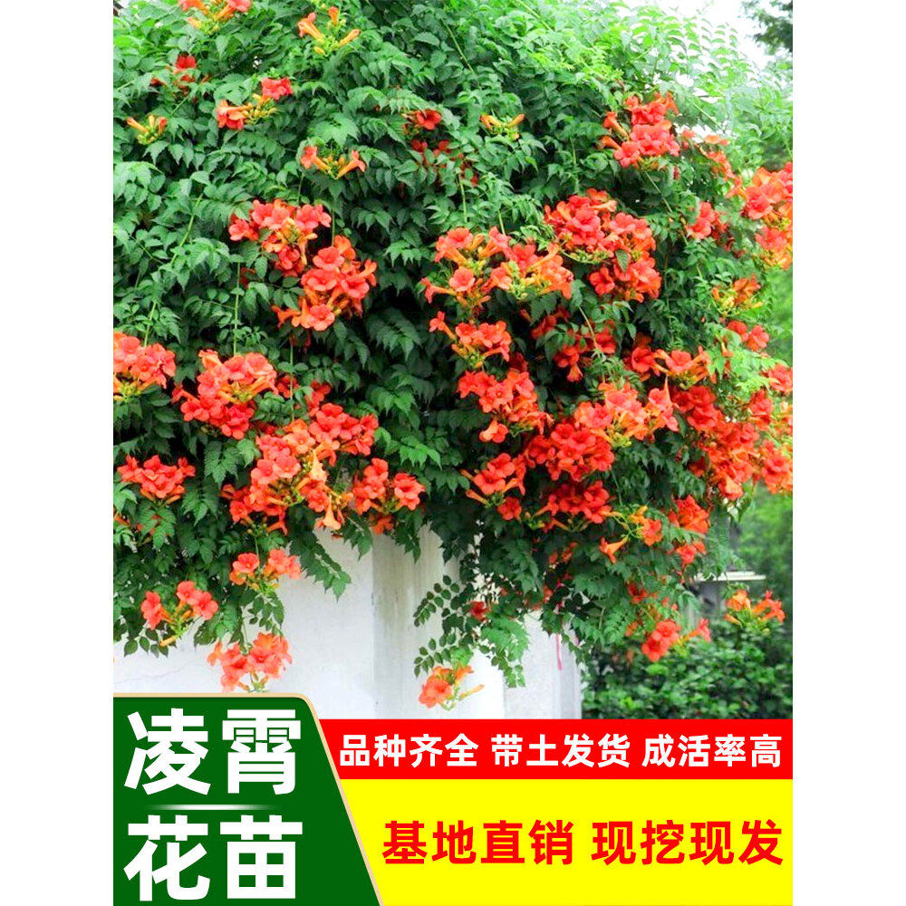 凌霄花苗攀援花卉盆栽老桩别墅庭院绿化爬藤植物室内外耐寒花卉
