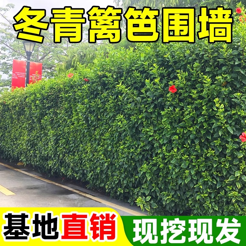 冬青树苗法国直立绿篱笆庭