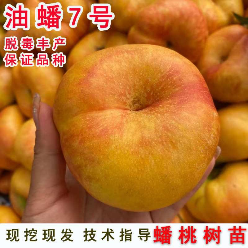 7月黄金蟠桃果苗嫁接大桃中油蟠7号7-11油蟠桃苗树苗南方北方种植