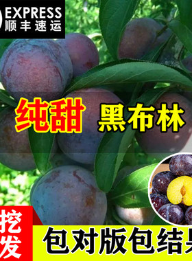 黑布林李子树苗南北方地栽