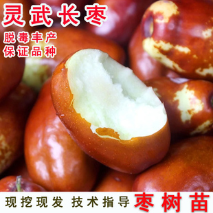 灵武长枣树苗特大嫁接红枣树活苗冬枣树苗南北方种植盆栽当年结果