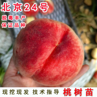 晚熟平谷大桃树果苗嫁接北京24号水蜜桃树苗南方北方种植当年结果