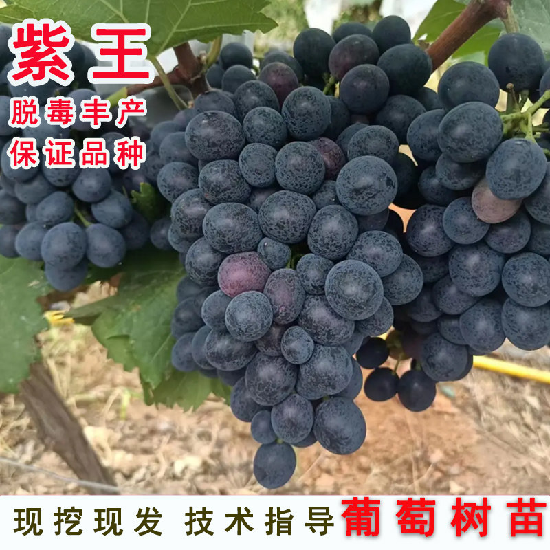 贵州长顺紫王葡萄树苖无籽黑提葡萄苗南方北方种当年结果果树果苗