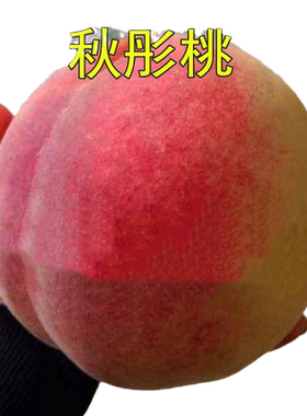 新品秋彤全红离核南北方种植果苗