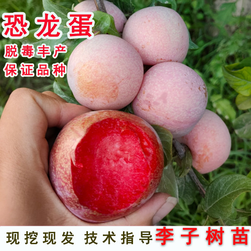 嫁接恐龙蛋李子树苗红肉血丝杏李苗盆栽地栽南北方当年结果果树苗