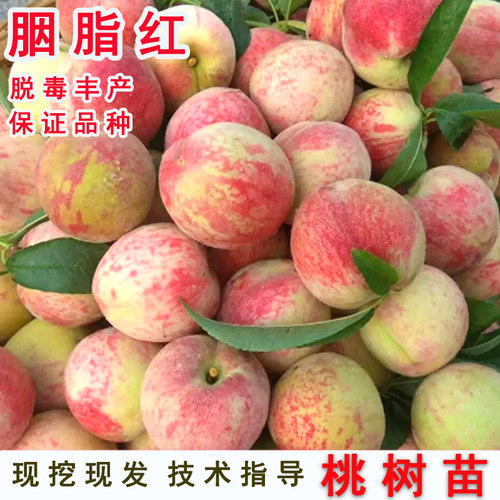 老品种红肉血桃子果苗湖北