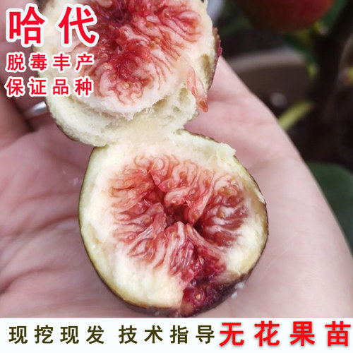 东北抗冻紫果甜无花苗耐寒