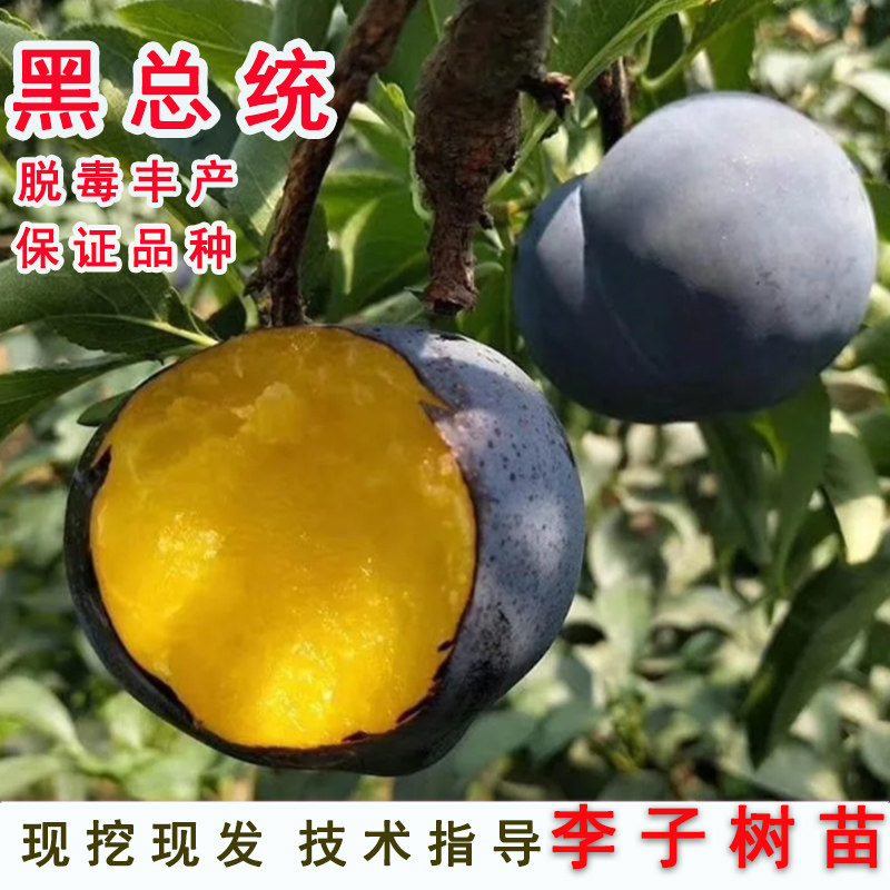 嫁接黑总统李子树苗美国大黑李琥珀李盆地栽南北方当年结果果树苗