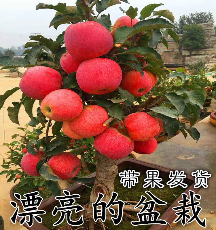 矮化苹果盆栽水果当年结果红富士室内外南北方阳台嫁接盆景树桩苗