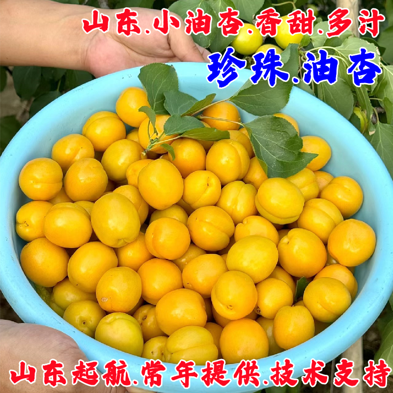 山东珍珠油杏树果苗嫁接盆