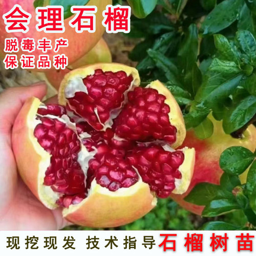 四川会理无籽石榴树苗特大