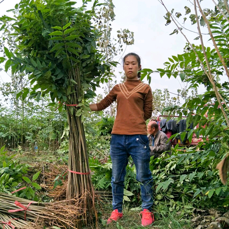 红油香椿苗四季食用庭院南方盆栽