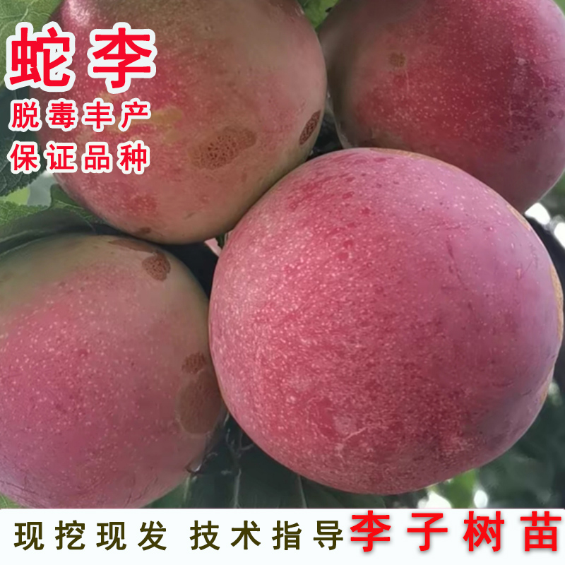 美国蛇李子苗嫁接特大果树苗南北方庭院地栽阳台盆栽种植当年结果
