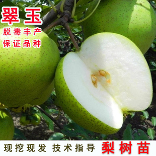 嫁接翠玉梨树苗早熟518绿宝石翡翠梨果树苗盆地栽南北方当年结果