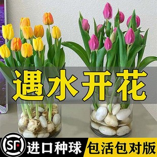 水培郁金香大种球水仙花种子花卉盆栽绿植物室内鲜花好养活风信子