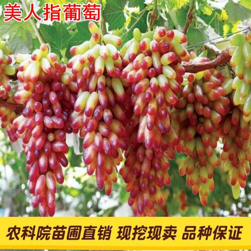 美人指葡萄苗大苗果树果苗爬藤嫁接苗当年结