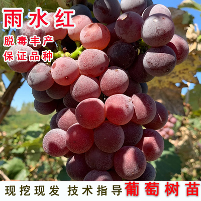 嫁接无核蜜汁葡萄树苗早熟