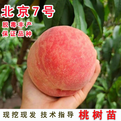 嫁接7号水蜜桃树果苗北京