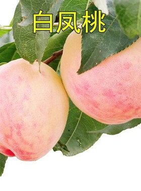 【白凤桃树苗】特大果树苗嫁接桃树苗肉玉白色汁多香甜当年结果