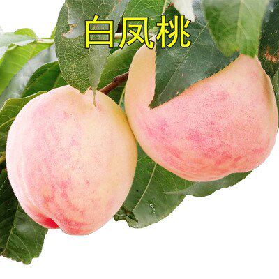白凤特大嫁接香甜果树苗