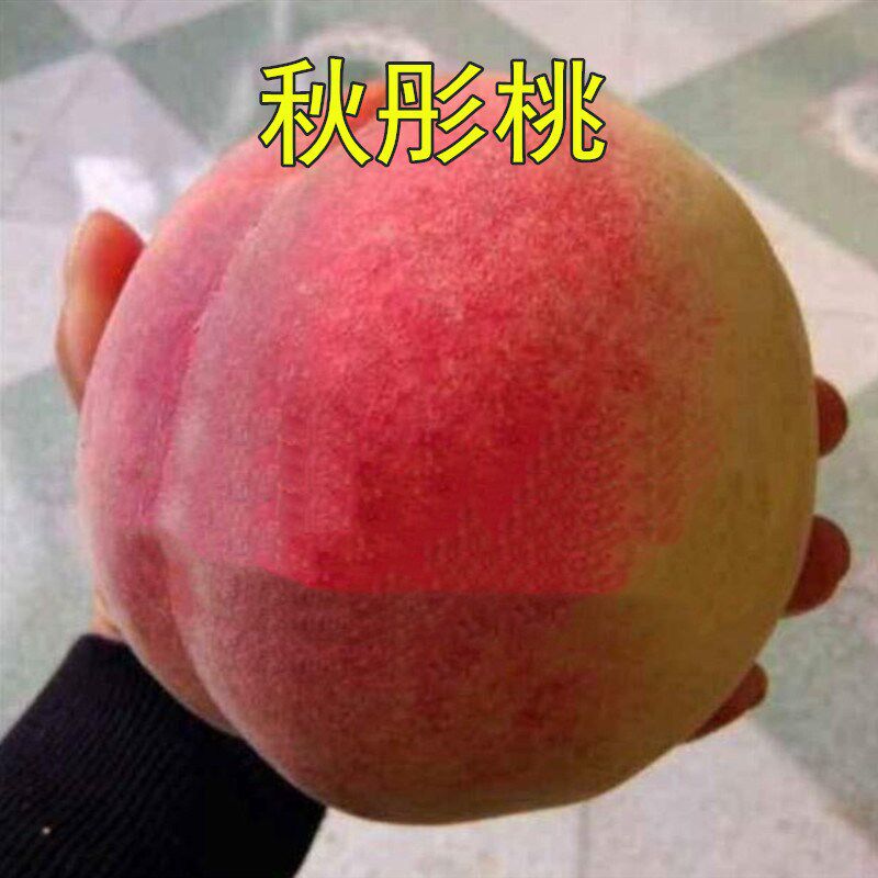 桃树嫁接苗新品种【秋彤桃】果苗全红离核特大南北方种植桃树苗