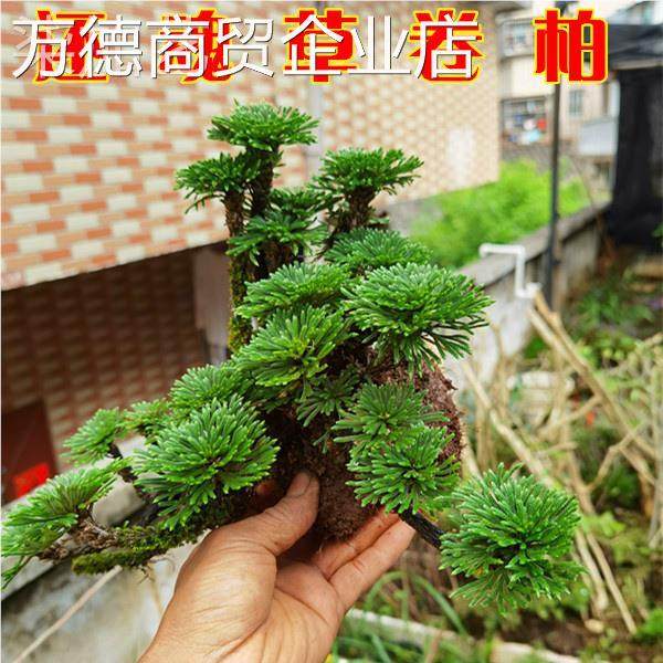 观赏九死还魂草卷柏 见水还阳复活草 阳台庭院盆景盆栽绿色植物