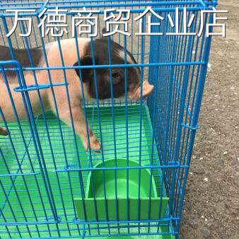 小香猪宠物猪笼子荷兰猪笼 猪用茶杯猪装猪笼家用抓猪