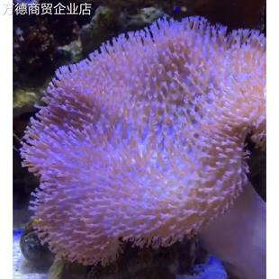 皮革珊瑚圣诞树花环皮革长杆大花皮革荧光绿须软体海水缸易养新手
