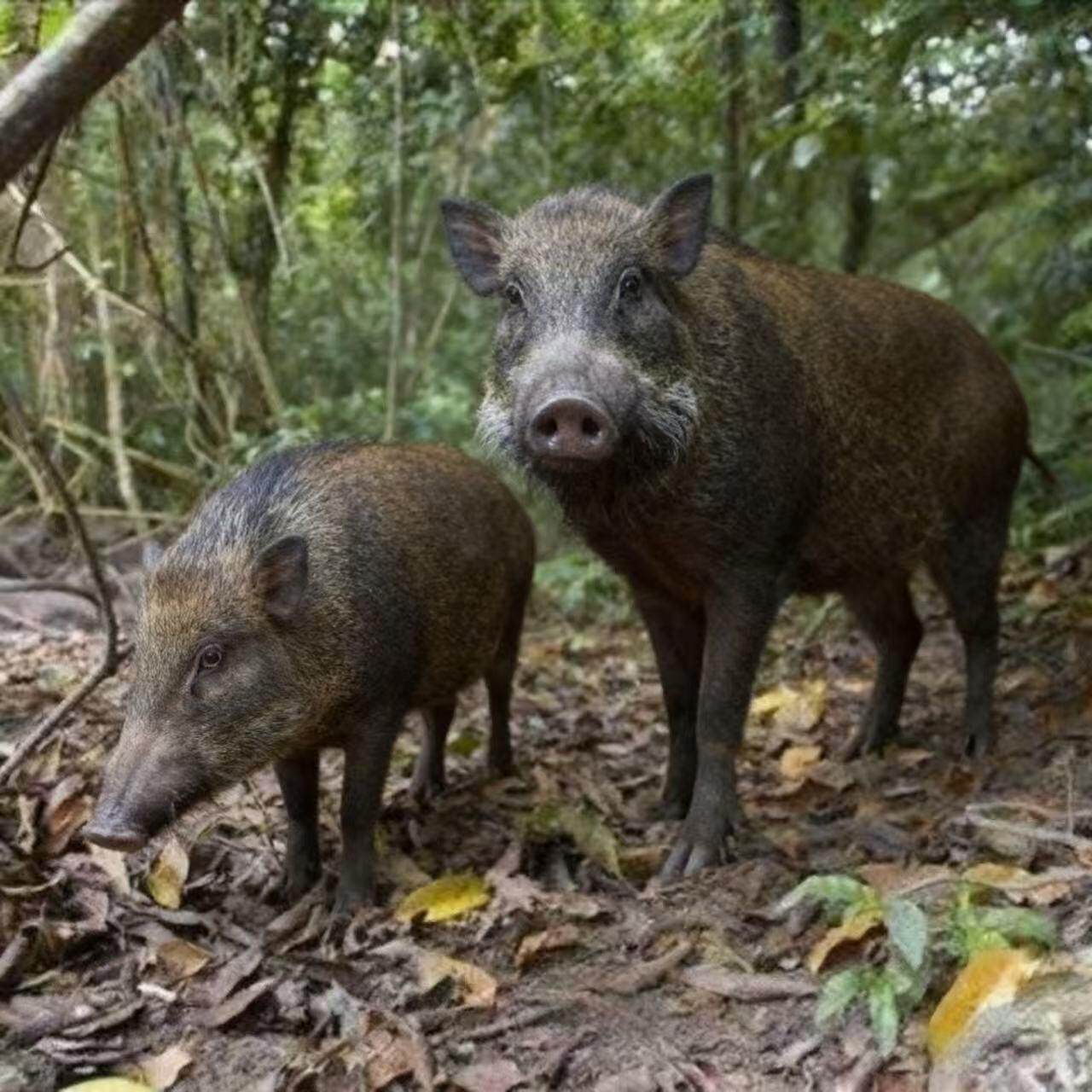 山林散养二代野猪跑山猪香猪五花肉腩肉,水产肉类/新鲜蔬果/熟食,生猪肉,淘宝优惠券,粉丝福利购,淘宝优惠卷
