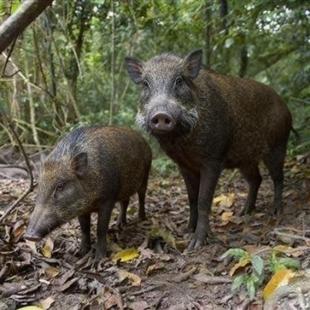 山林散养二代野猪跑山猪香猪五花肉腩肉