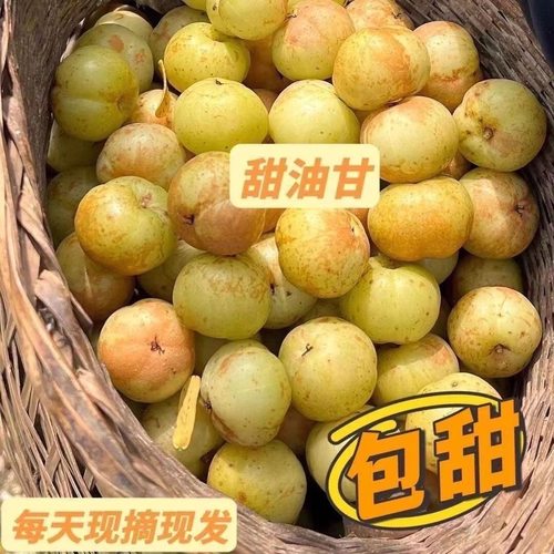 正宗潮汕特产新鲜甜油甘果甜种油甘果牛甘果余甘子滇橄榄油柑