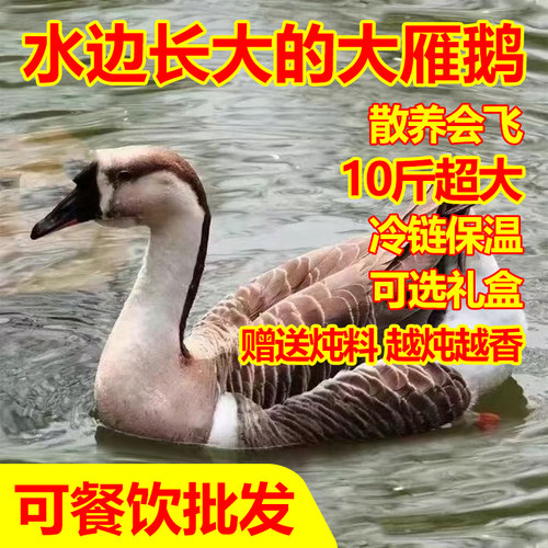 中通冷链鹅肉新鲜鹅肉炖肉