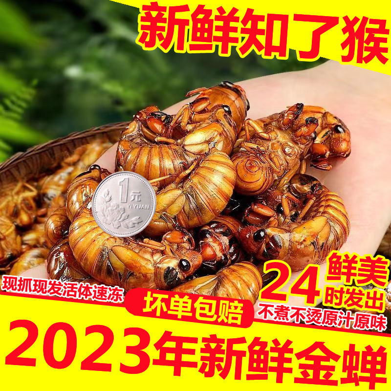 2023年新鲜知了猴野生大金蝉包邮