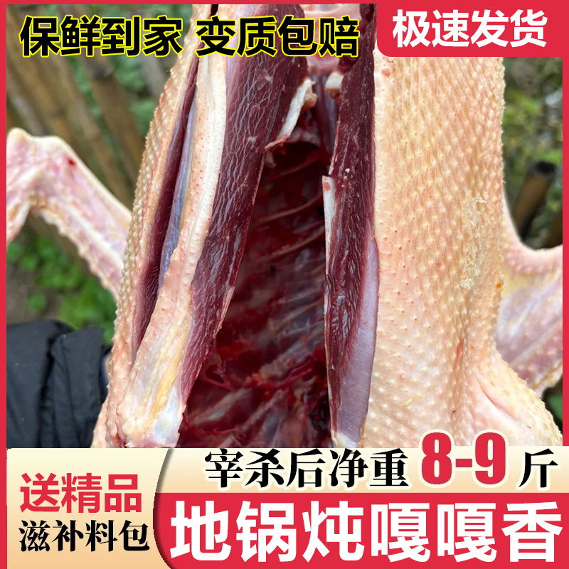整只超大只大雁鹅大雁鹅整只现杀冷速冻大雁鹅原生态散养人工屠宰