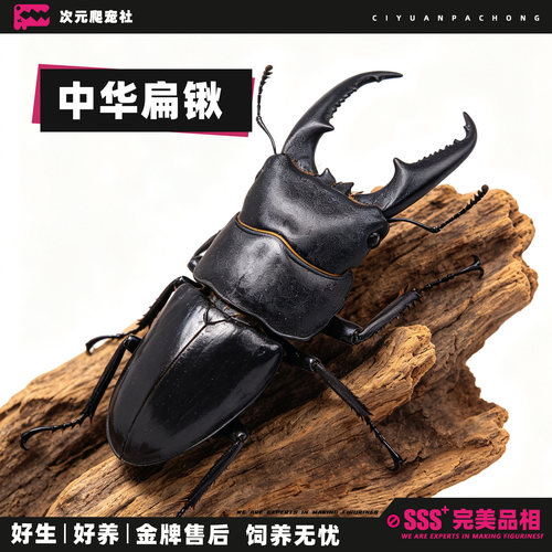 中华扁锹大扁锹活体成幼虫