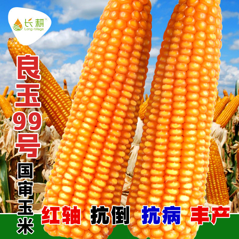 登海良玉99号大田玉米种子红轴玉米种籽春秋饲料高产杂交大棒种孑