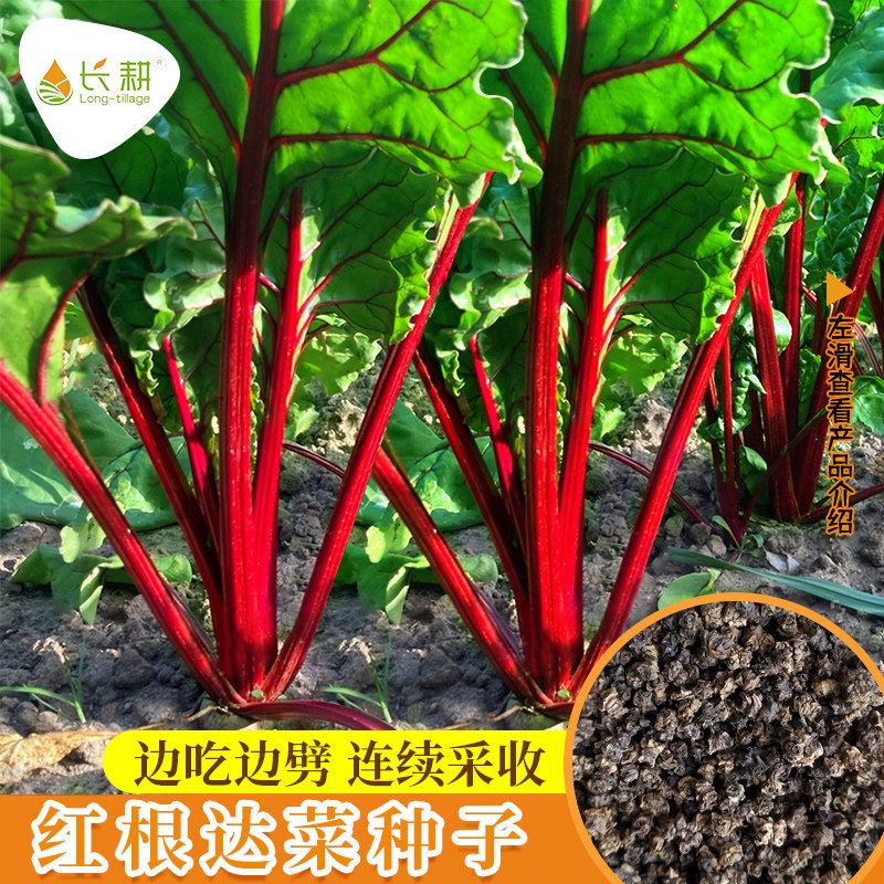 叶用红甜菜种子根达菜牛皮菜芽苗菜春季秋季四季播种保健蔬菜种孑