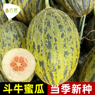 西班牙斗牛蜜瓜种子白肉哈密瓜种籽春秋四季民勤蜜瓜甜瓜水果种孑
