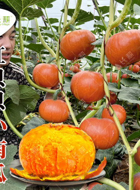 红贝贝南瓜种子高产板栗小南瓜
